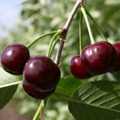 Вишня ЖАДАНА в Солигорске