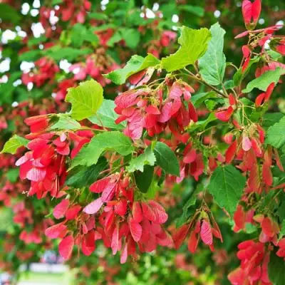 Клен татарский в Солигорске