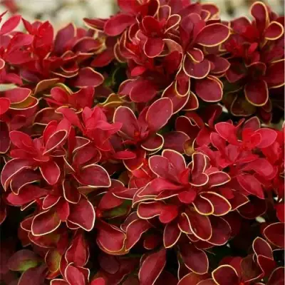 Барбарис РЕД ХОТ ЧИЛИ тунберга в Солигорске