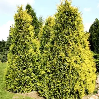 Туя САЛЛАНД западная в Солигорске
