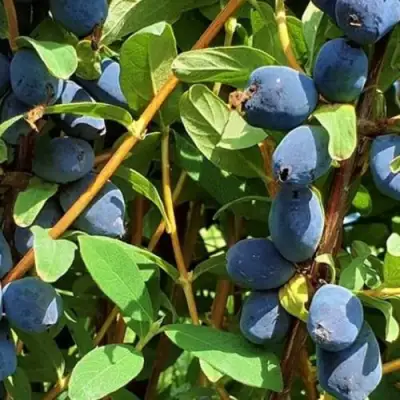 Жимолость съедобная КЛУБНИЧНАЯ СЕНСАЦИЯ в Солигорске