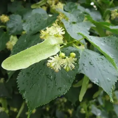 Липа мелколистная в Солигорске