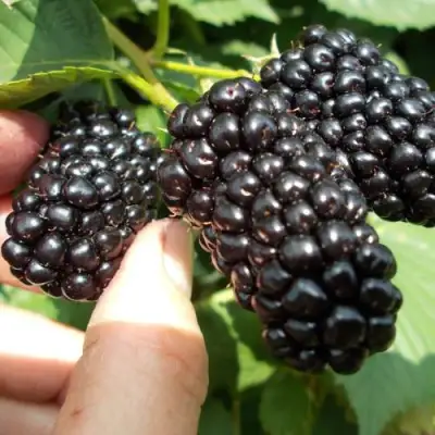 Ежевика НАТЧЕЗ бесшипная  в Солигорске