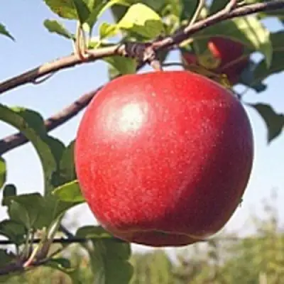 Яблоня ЛИГОЛ в Солигорске