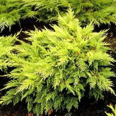 Можжевельник МОРДИГАН ГОЛД средний в Солигорске