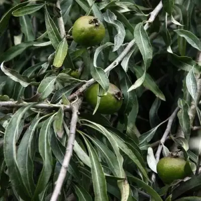 Груша ИВОЛИСТНАЯ в Солигорске