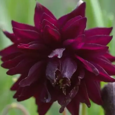 Аквилегия БАРЛОУ БОРДО обыкновенная в Солигорске