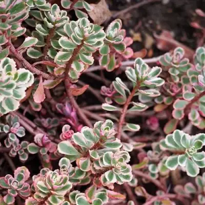 Очиток (седум) ТРИКОЛОР ложный в Солигорске