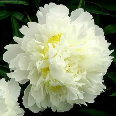 Пион ЗОЛОТОЙ ОРЕОЛ травянистый в Солигорске