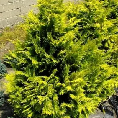 Кипарисовик ГОЛДЕН ВОНДЕР лавсона в Солигорске