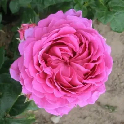 Роза АНУШКА чайно-гибридная в Солигорске