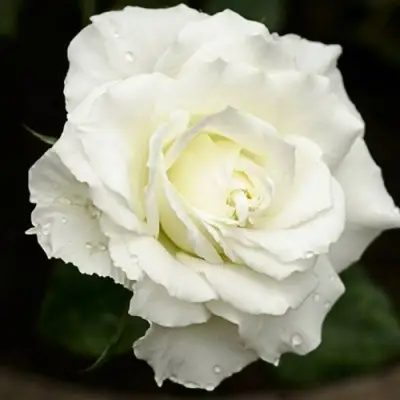 Роза МОНДИАЛЬ чайно-гибридная в Солигорске