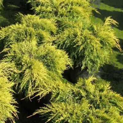 Можжевельник КИНГ ОФ СПРИНГ средний в Солигорске