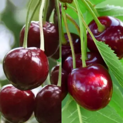 Комплект ВИШНЕВЫЙ ТАНДЕМ в Солигорске