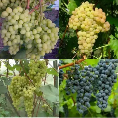 Комплект ВИНОГРАДНАЯ РАДУГА в Солигорске