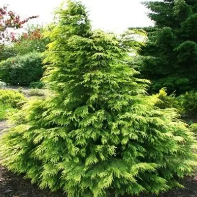 Кипарисовик САНКИСТ лавсона в Солигорске