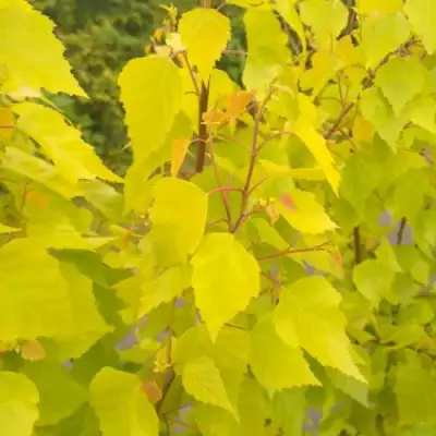 Берёза ГОЛДЕН ОБЕЛИСК повислая  в Солигорске