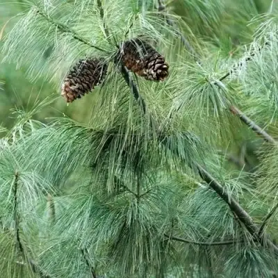 Сосна АРМАНДИ в Солигорске