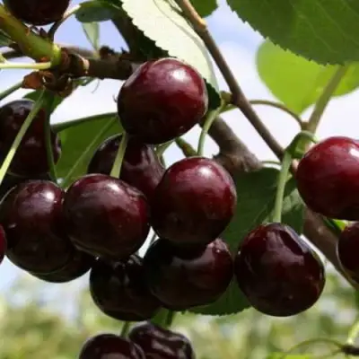 Дюк ИВАНОВНА в Солигорске