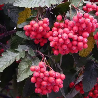 Рябина БОЯРЫШНИКОПЛОДНАЯ сладкоплодная в Солигорске