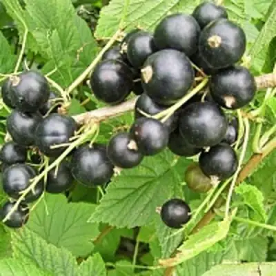 Смородина чёрная ЧЁРНЫЙ АИСТ в Солигорске