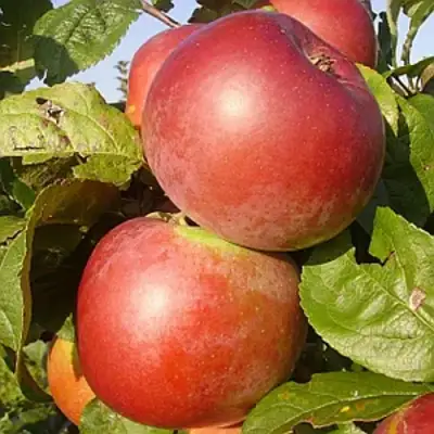 Яблоня АКСАМИТ в Солигорске