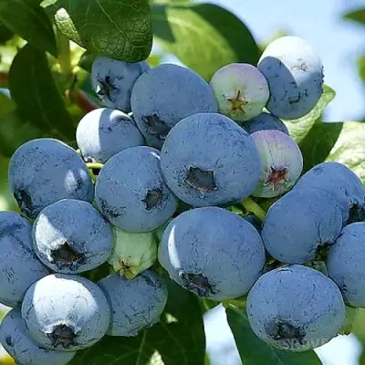 Голубика НУИ в Солигорске