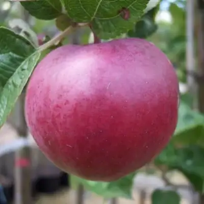 Яблоня НОРИС в Солигорске