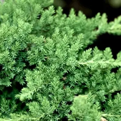 Можжевельник НАНА лежачий в Солигорске