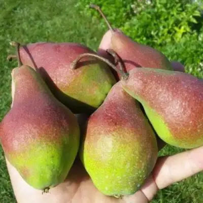 Груша ЯКОВЛЕВСКАЯ в Солигорске