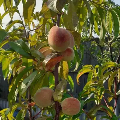 Персик ЕЛГАВСКИЙ в Солигорске