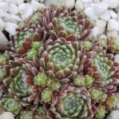 Молодило МОРКЕРС МЕРИТ в Солигорске