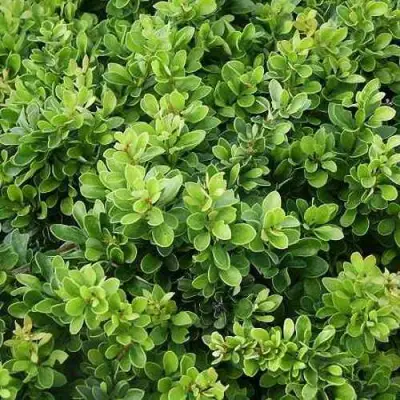 Барбарис КОБОЛЬД тунберга в Солигорске