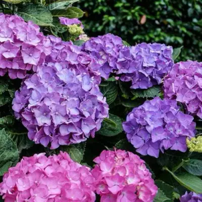 Гортензия ГАМБУРГ крупнолистная в Солигорске