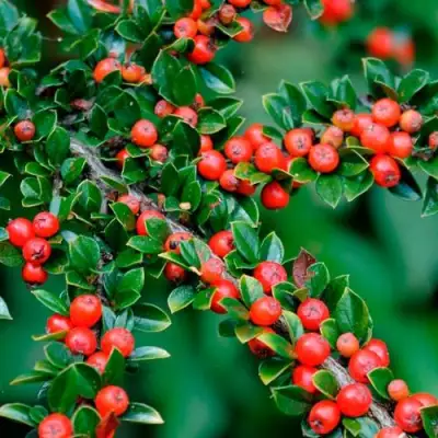 Кизильник горизонтальный в Солигорске