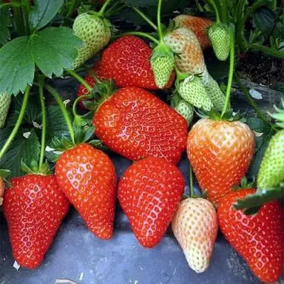 Клубника РОКСАНА в Солигорске