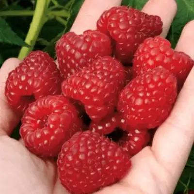 Малина РУБИФОЛ в Солигорске