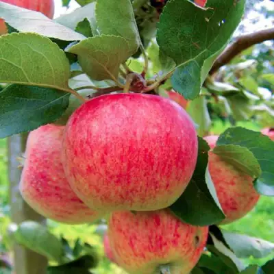 Яблоня ПИРОС в Солигорске