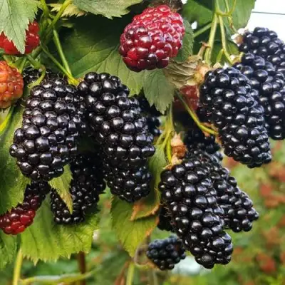 Ежевика НАТЧЕЗ бесшипная  в Солигорске