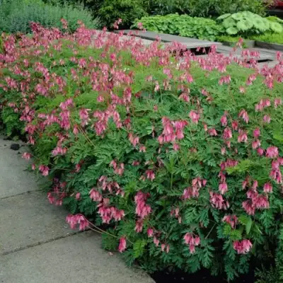 Дицентра изящная в Солигорске