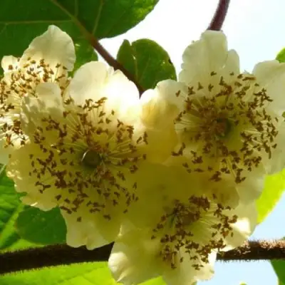 Актинидия АТЛАС (МУЖСКОЙ) киви в Солигорске