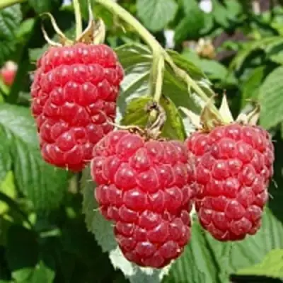 Малиновое дерево ТАРУСА в Солигорске