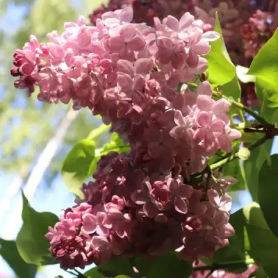 Сирень МЕДОВЫЙ СПАС в Солигорске