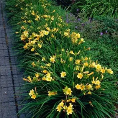 Лилейник СТЕЛЛА ДЕ ОРО гибридный в Солигорске