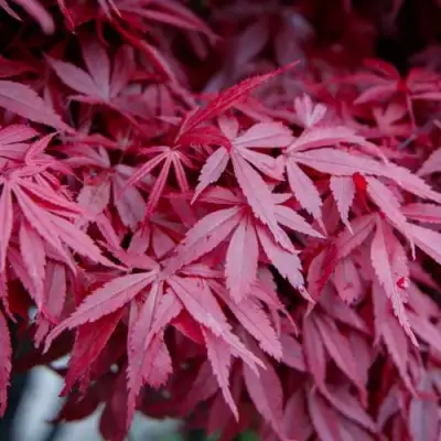 Клен дланевидный АТРОПУРПУРЕУМ в Солигорске