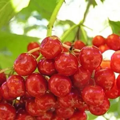 Калина КИЕВСКАЯ САДОВАЯ в Солигорске