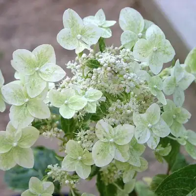 гортензия шикоку флэш