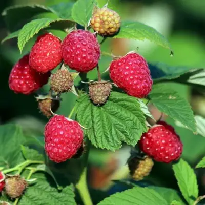Малиновое дерево СКАЗКА в Солигорске