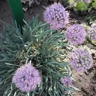 Лук СПИРАЛИС горный в Солигорске