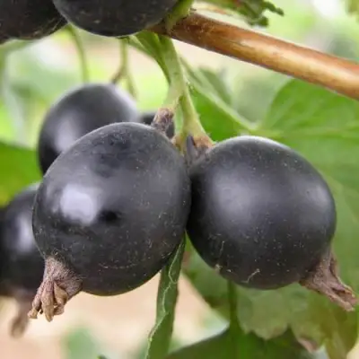 ЙОШТА в Солигорске